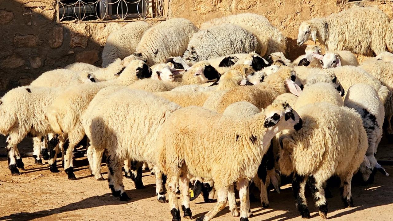 Eyyübiye’de Kurban Satış ve Kesim Yerleri Belirlendi