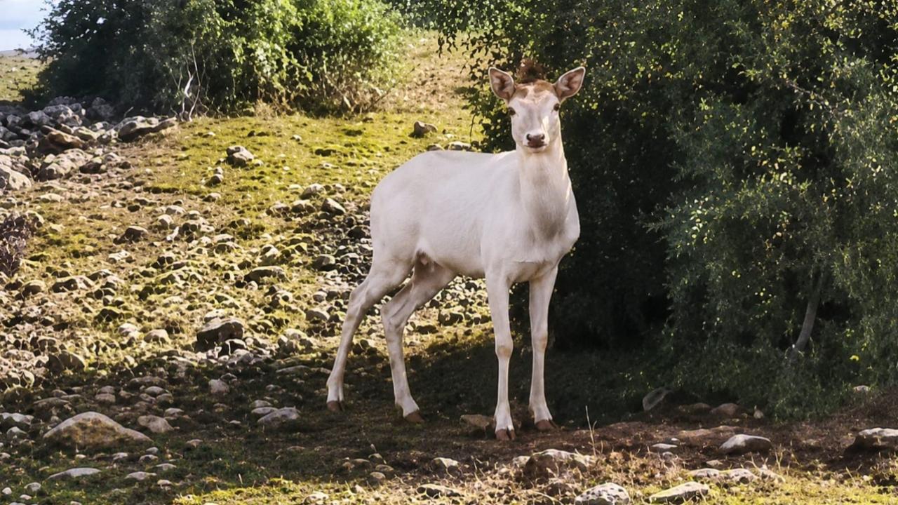 Nadir Görülen Beyaz Ala Geyik Koyun Sürüsüne Karıştı