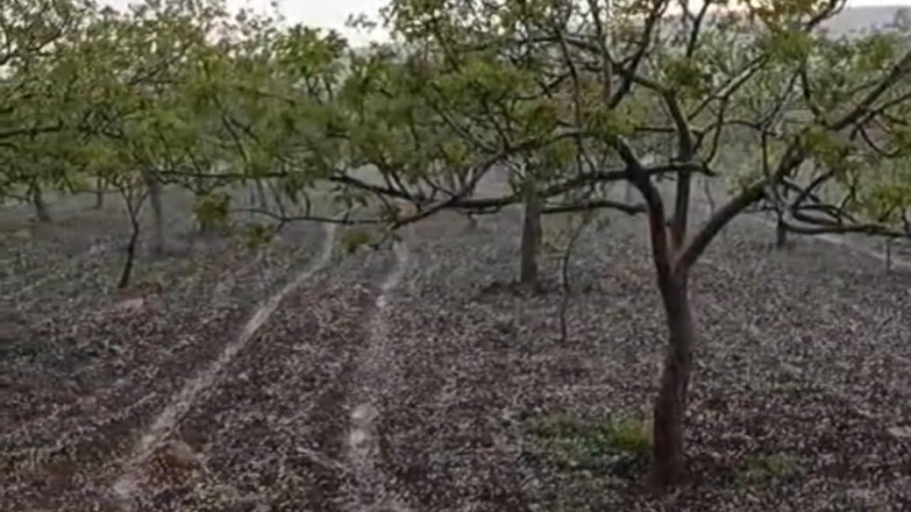 Şanlıurfa’da Dolu ve Sağanak Tarım Arazilerini Vurdu