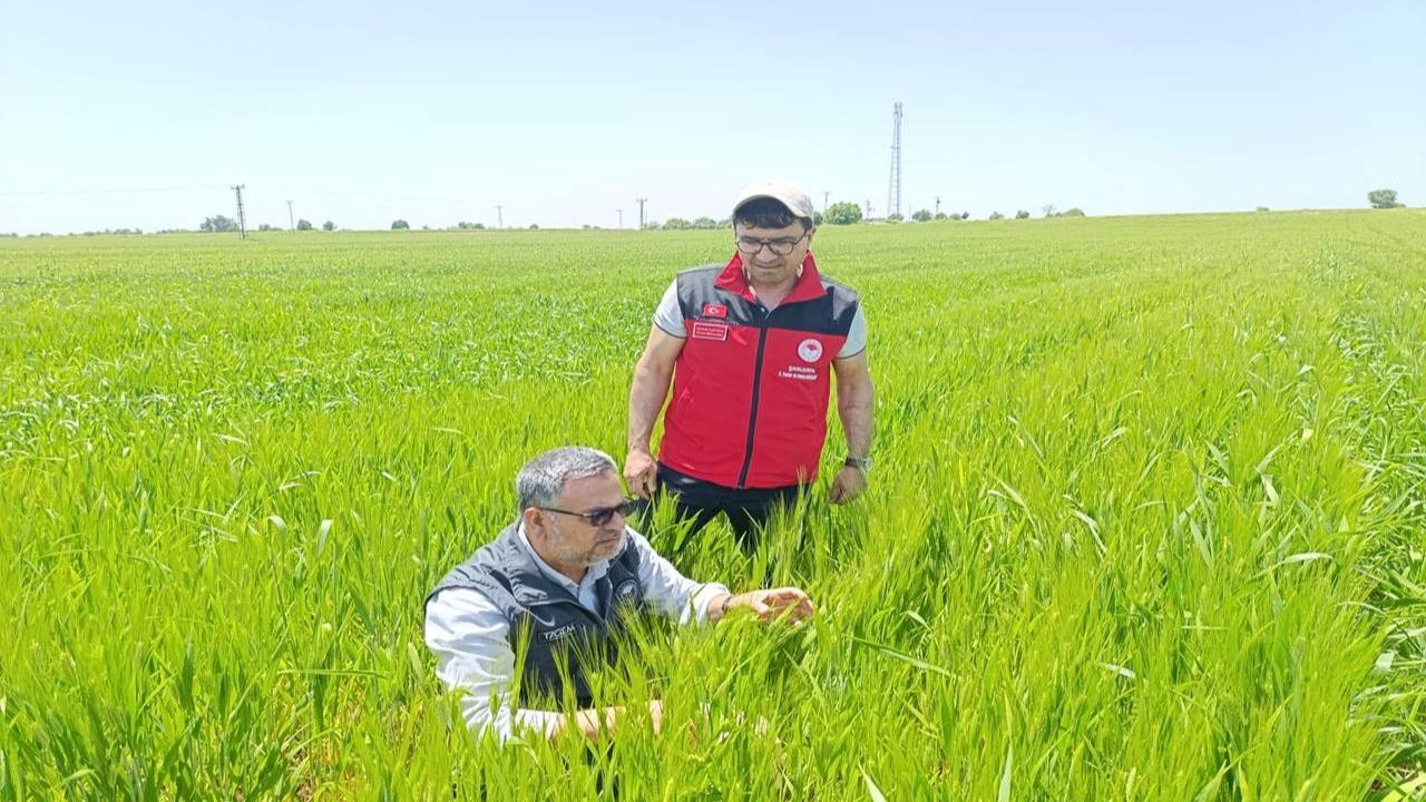 Tarım Ekiplerinden Süne Denetimi: Hilvan’da İnceleme Yapıldı
