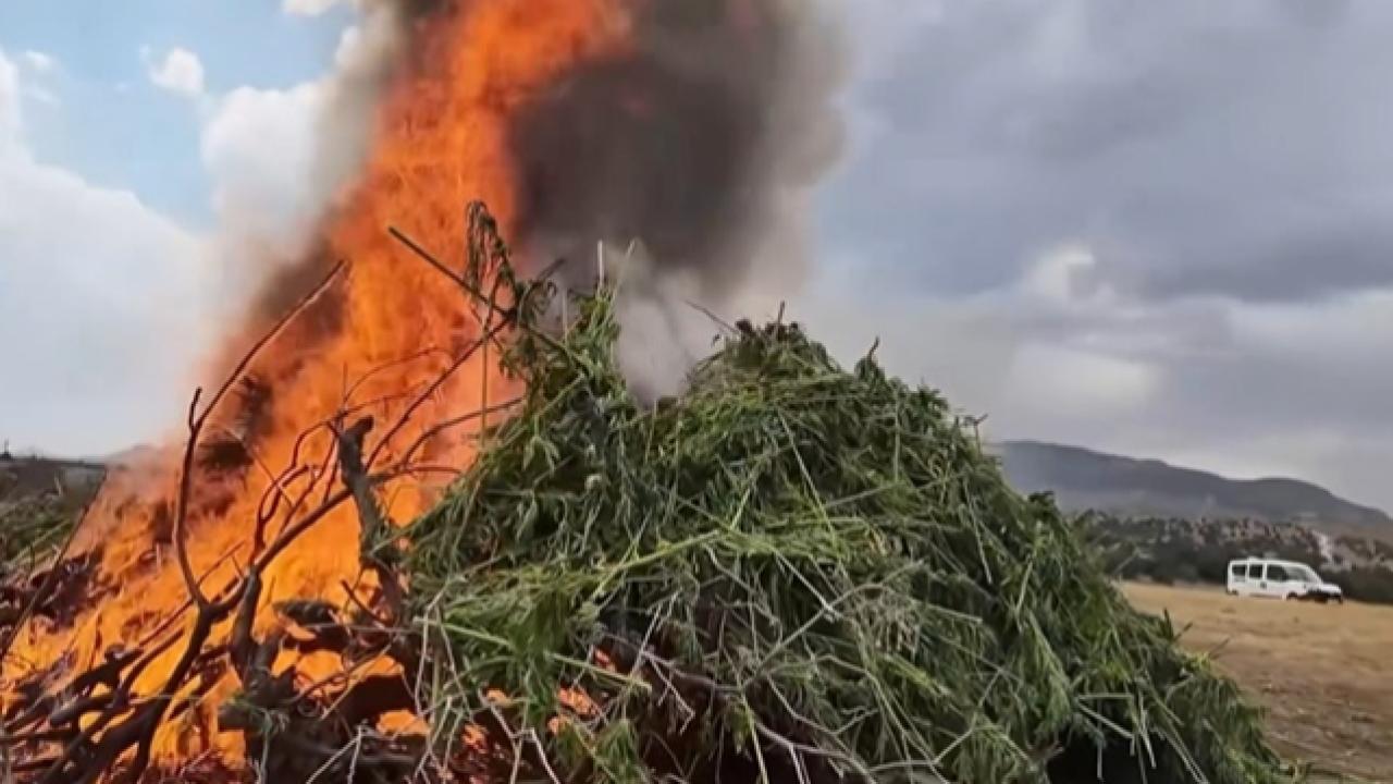 Dev Uyuşturucu Operasyonu: 1 Milyon 755 Bin Kök Kenevir Ele Geçirildi