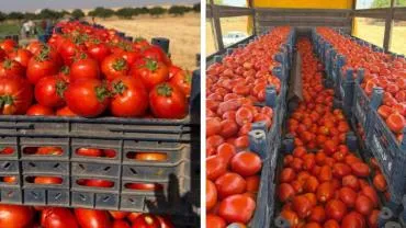 Harran Domatesi Türkiye Sofralarına Ulaşıyor