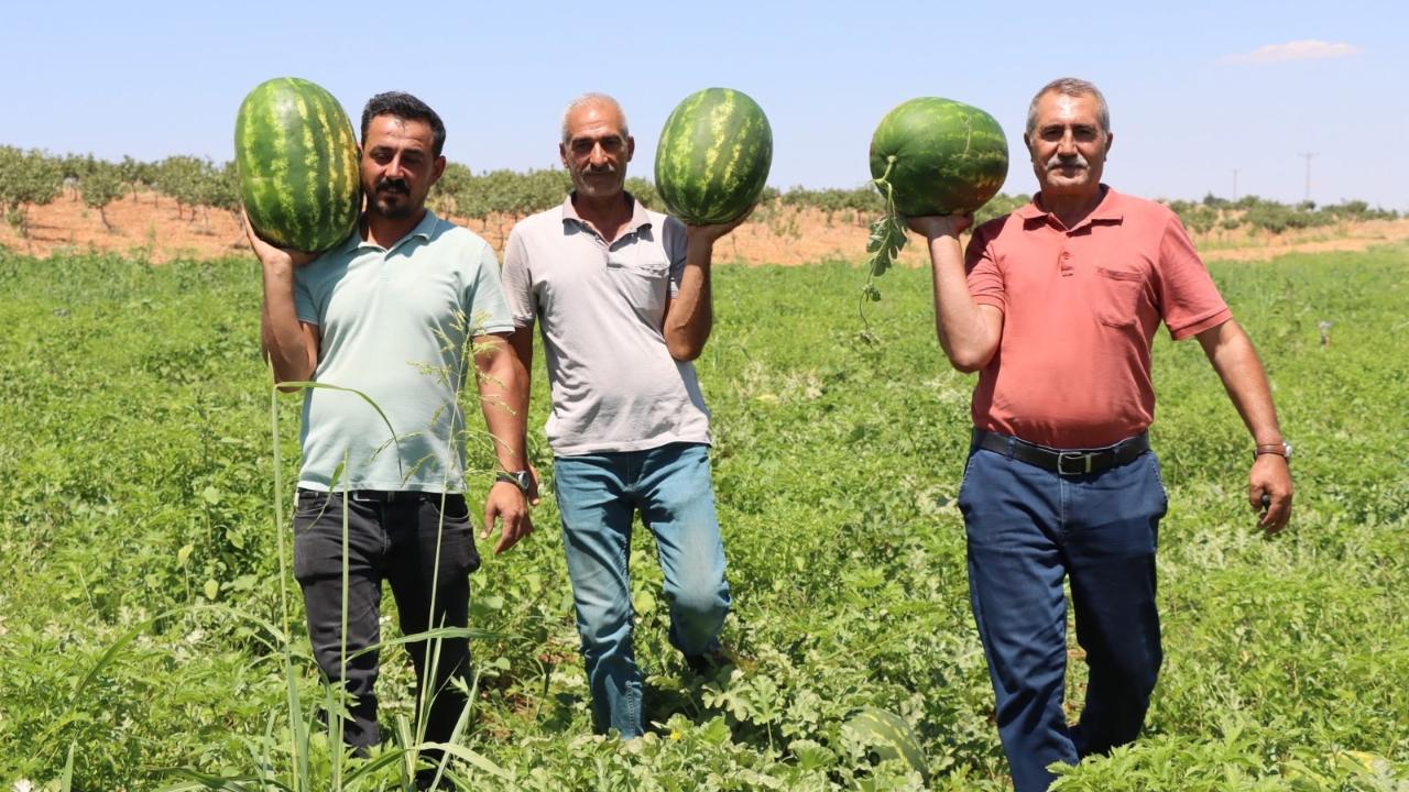 Otomatik Taslak