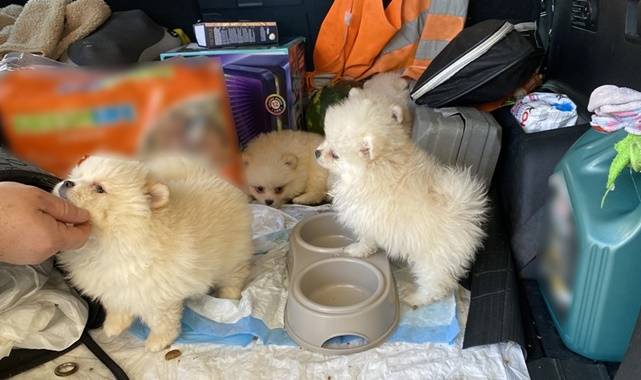 Canlı Hayvan Kaçakçılığı: 6 Pomeranian Yavrusu Ele Geçirildi