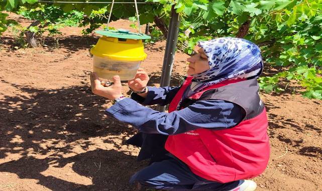 Urfa’da Bağ, Zeytin ve Fıstık Bahçelerinde Teknik İnceleme