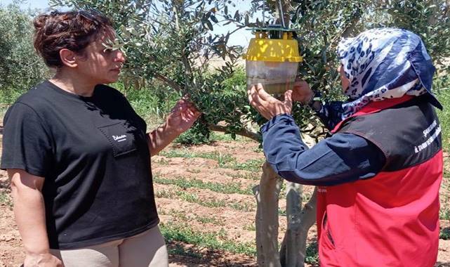 Urfa’da Bağ, Zeytin ve Fıstık Bahçelerinde Teknik İnceleme