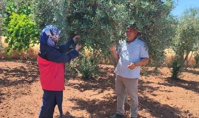 Urfa’da Bağ, Zeytin ve Fıstık Bahçelerinde Teknik İnceleme