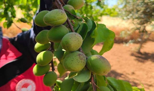 Urfa’da Bağ, Zeytin ve Fıstık Bahçelerinde Teknik İnceleme