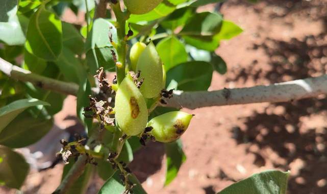 Urfa’da Bağ, Zeytin ve Fıstık Bahçelerinde Teknik İnceleme