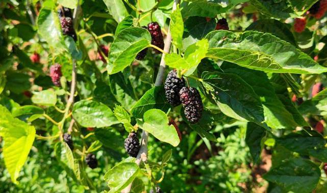 Urfa’da Bağ, Zeytin ve Fıstık Bahçelerinde Teknik İnceleme