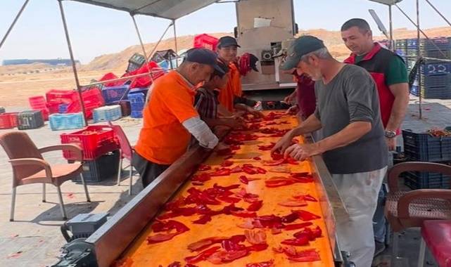 Şanlıurfa’da İsot Sezonu Başladı! Üreticilere Bilgilendirme