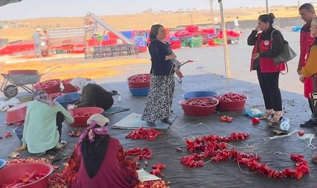 Şanlıurfa’da İsot Sezonu Başladı! Üreticilere Bilgilendirme