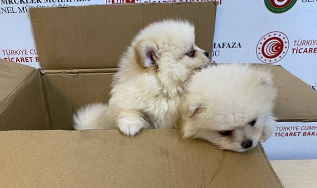 Canlı Hayvan Kaçakçılığı: 6 Pomeranian Yavrusu Ele Geçirildi