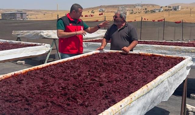 Şanlıurfa’da İsot Sezonu Başladı! Üreticilere Bilgilendirme