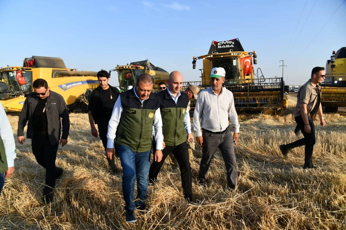 Türkiye’nin Tarım Devi Ceylanpınar’da Hasat Mesaisi Başladı