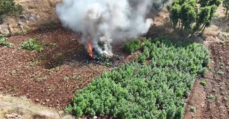 Dev Uyuşturucu Operasyonu: 1 Milyon 755 Bin Kök Kenevir Ele Geçirildi
