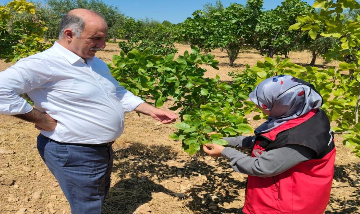 Hilvan'da Fıstık ve Zeytin Bahçelerinde Hastalık ve Zararlı İncelemesi