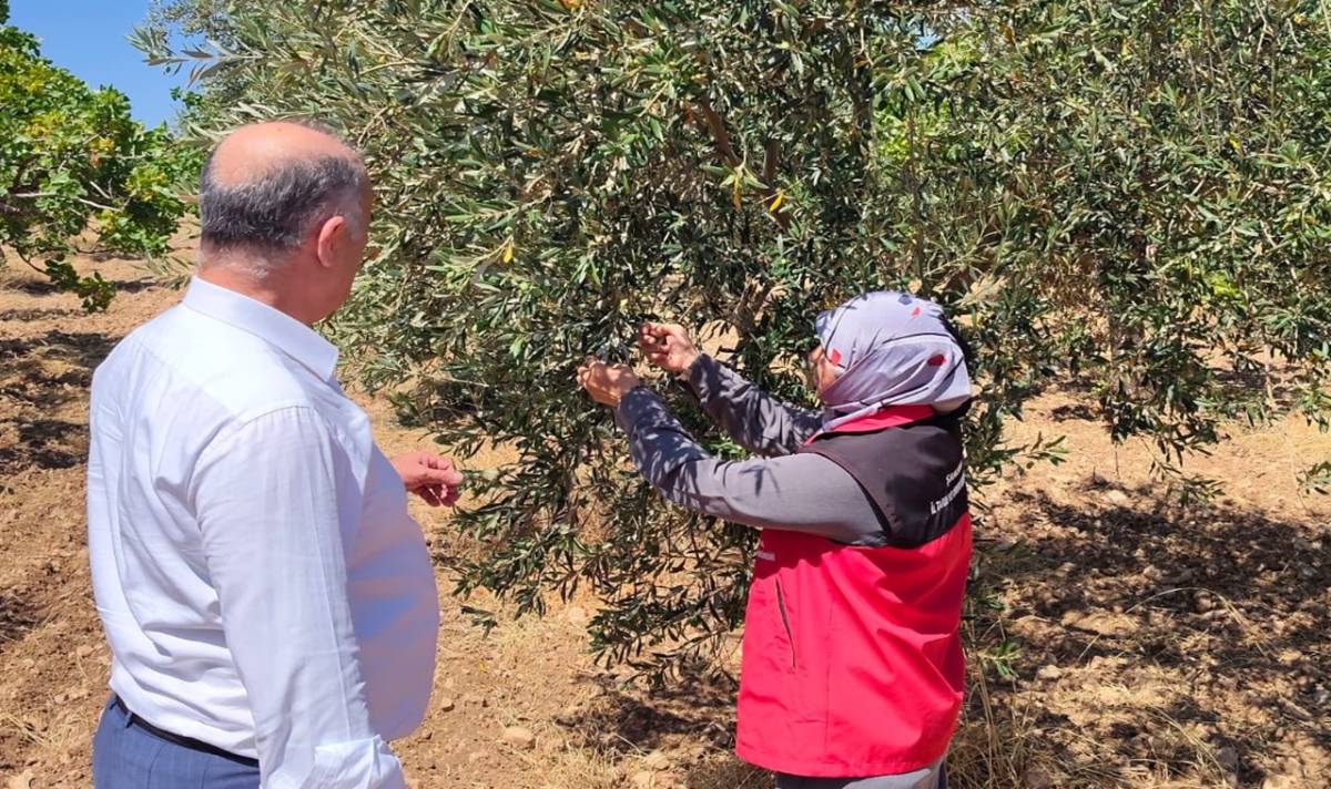 Hilvan'da Fıstık ve Zeytin Bahçelerinde Hastalık ve Zararlı İncelemesi