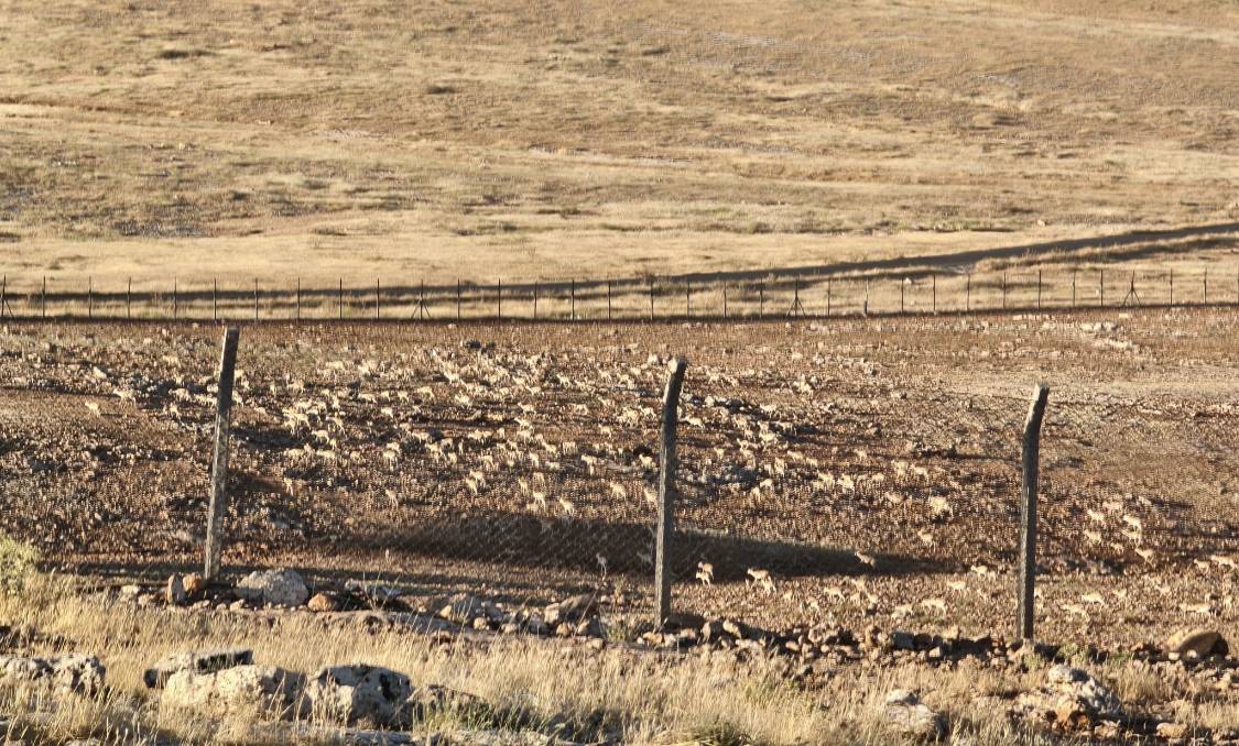 Urfa’da Ceylanların Korunduğu İstasyonda İnceleme