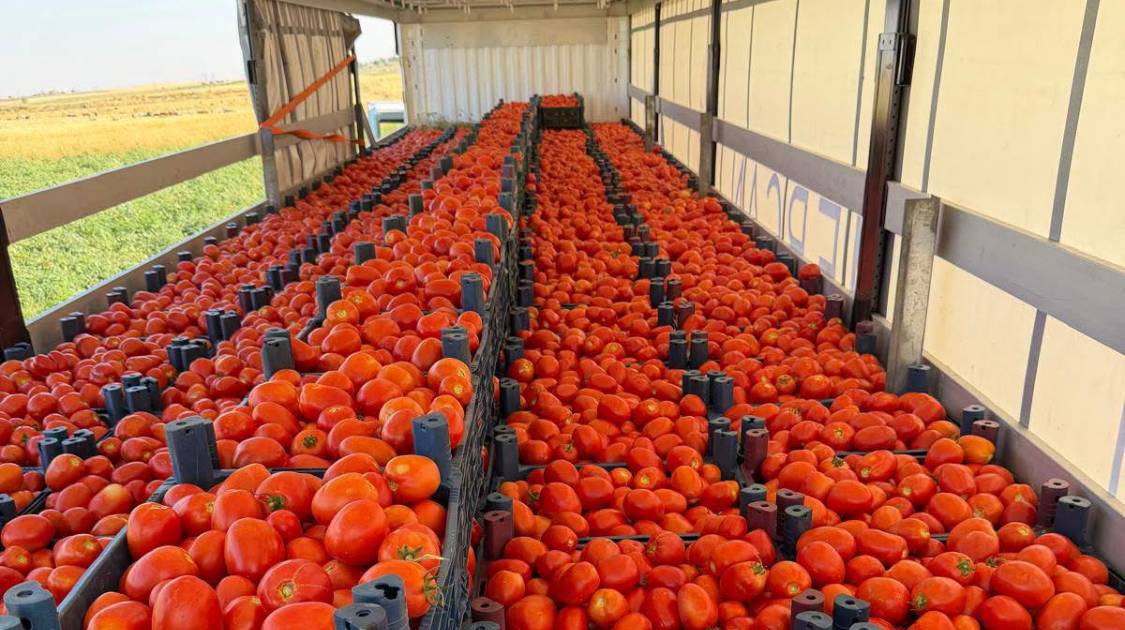 Harran Domatesi Türkiye Sofralarına Ulaşıyor
