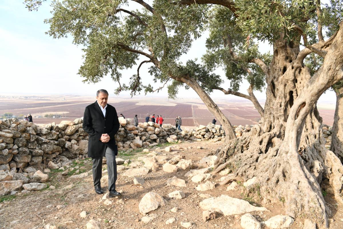 Göbekli Anıt Zeytin Ağacı Çevre Düzenleme Projesi Hayata Geçiriliyor